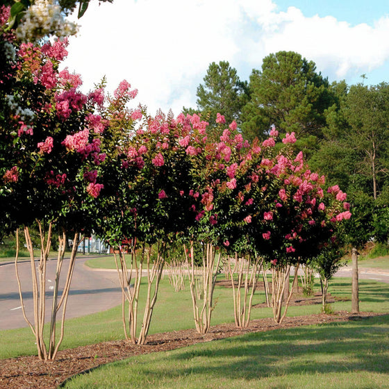 Sioux Crape Myrtle with smooth peeling bark and multi-stem ornamental structure