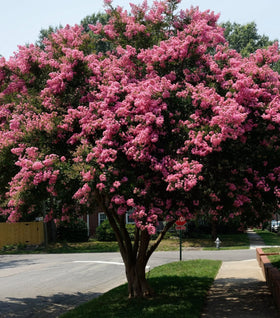 Sioux Crape Myrtle