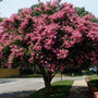 Sioux Crape Myrtle blooming with dark pink crepe-paper flowers in midsummer