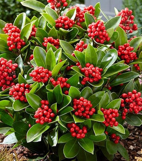 Skimmia Japanese