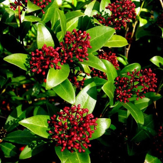 Looking down on a skimmia japonica with its nice ornamental fruits