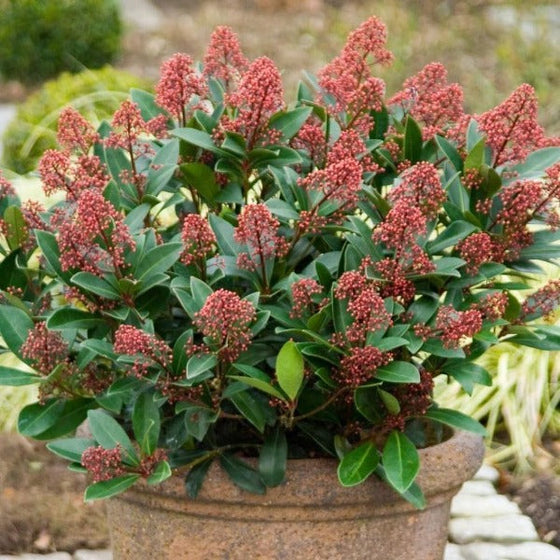 Male Skimmia Japonicas with a bigger green foliage and lighter color fruits