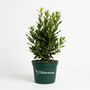 A potted artificial green leafy plant in a dark green nursery pot with the 'Flower Kingdom Garden Goods' logo, set against a plain white studio background.