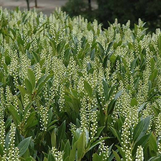 Fragrant white flowers of a skip cherry laurel hedge