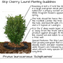 Skip Laurel (Schip Cherry Laurel)