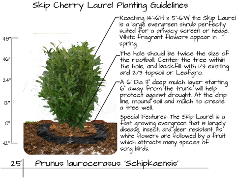 Skip Laurel (Schip Cherry Laurel)