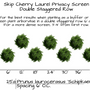 Skip Laurel (Schip Cherry Laurel)
