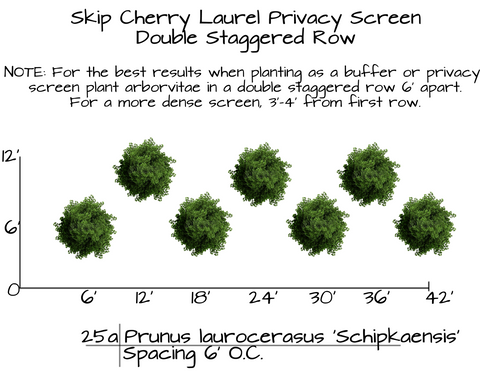 Skip Laurel (Schip Cherry Laurel)