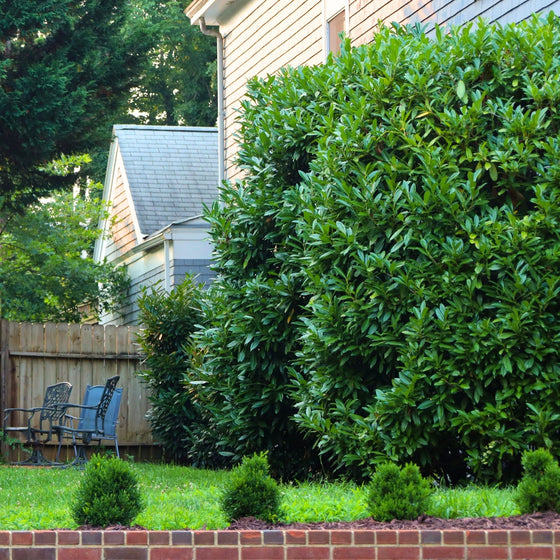 Mature evergreen skip cherry laurel hedge 