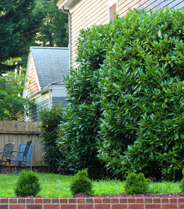 Skip Cherry Laurel