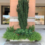Sky Pencil Holly in a Commercial Planter