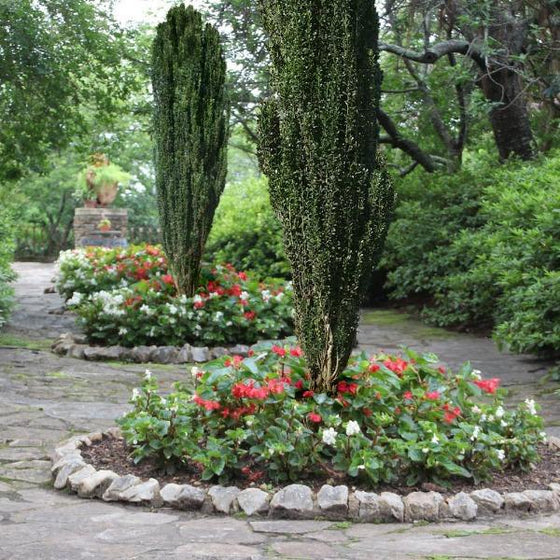 Sky Pencil Holly in a stone pathway planter
