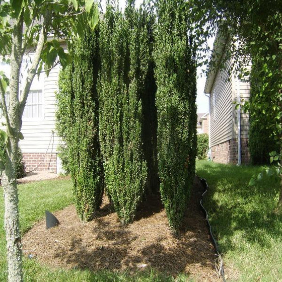 Create privacy with Sky Pencil Holly