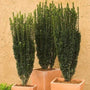 Grow Sky Pencil Holly in Pots