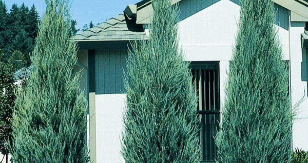 Skyrocket Juniper