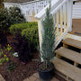 A 3 to 4 foot Skyrocket Juniper as it arrives to your home