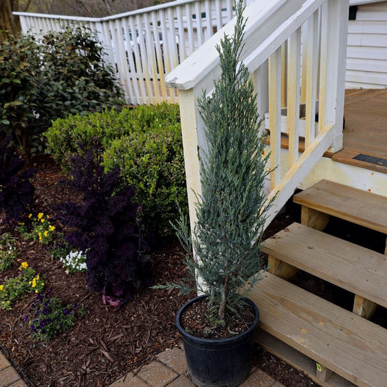 A 3 to 4 foot Skyrocket Juniper as it arrives to your home