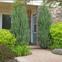 Skyrocket Junipers Framing the Front door to a home