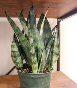 Snake Plant Frozen