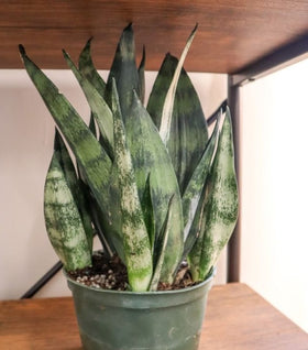 Snake Plant Frozen