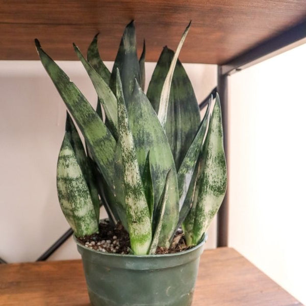 frozen snake plant Snake Plant Frozen for Sale