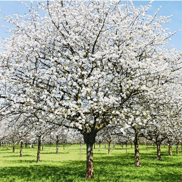 小物 cherry Snow Goose Cherry Trees for Sale | Garden Goods Direct