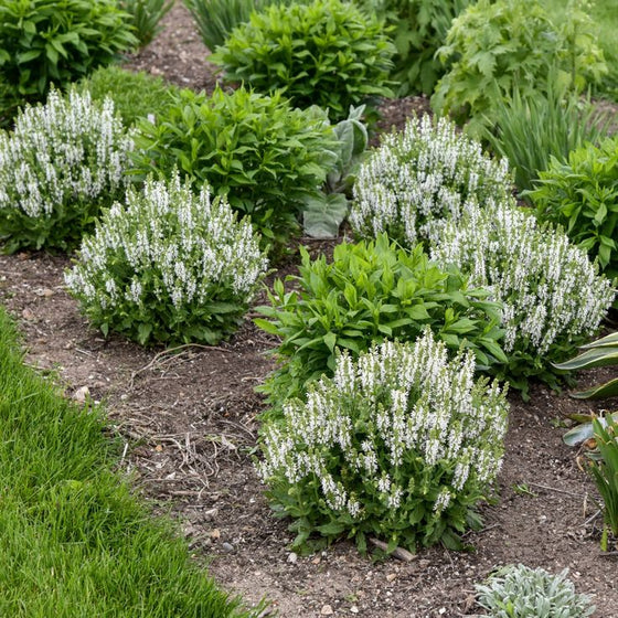 Snow Hill Meadow Sage planted in a sunny cottage garden with white flowers and pollinator activity