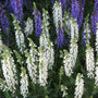 White perennial salvia blooming in a mixed border with purple salvia, catmint, and coreopsis
