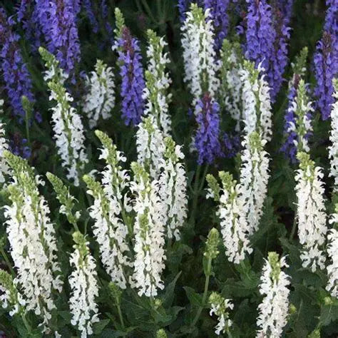 White perennial salvia blooming in a mixed border with purple salvia, catmint, and coreopsis