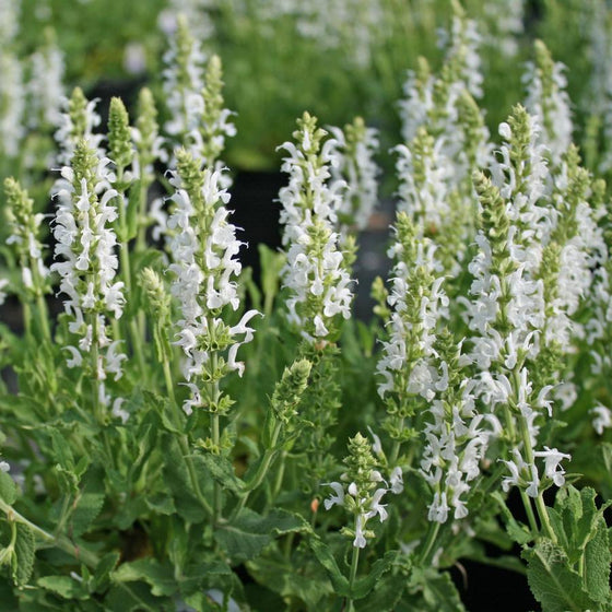 Close-up of Snow Hill Salvia white flower spikes blooming above gray-green foliage