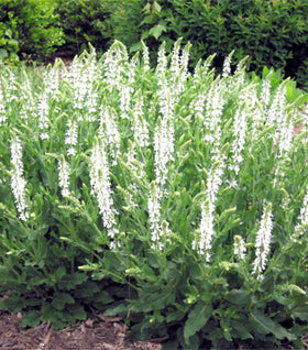 Snow Hill Salvia