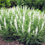 Snow Hill Salvia with upright white flower spikes and aromatic green foliage blooming in a sunny perennial border