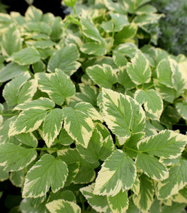 Snow on the Mountain