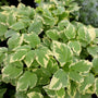 stunning variegated perennial groundcover plant