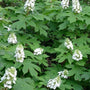 Oakleaf Hydrangea Snow Queen shrub as a foundation planting