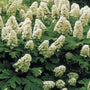 Snow Queen Oak Leaf Hydrangea in full bloom with creamy white flowers