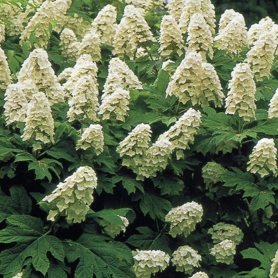Snow Queen Oak Leaf Hydrangea in full bloom with creamy white flowers