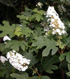 Snow Queen Oakleaf Hydrangea