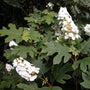 Snow Queen Oak Leaf Hydrangea plant for sale at Garden Goods Direct