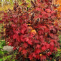 Snow Queen Oakleaf Hydrangea shrub displaying fall foliage with rich bronze leaves