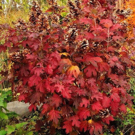 Snow Queen Oakleaf Hydrangea shrub displaying fall foliage with rich bronze leaves