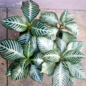 cluster of zebra plants with snowy white bands on green foliage