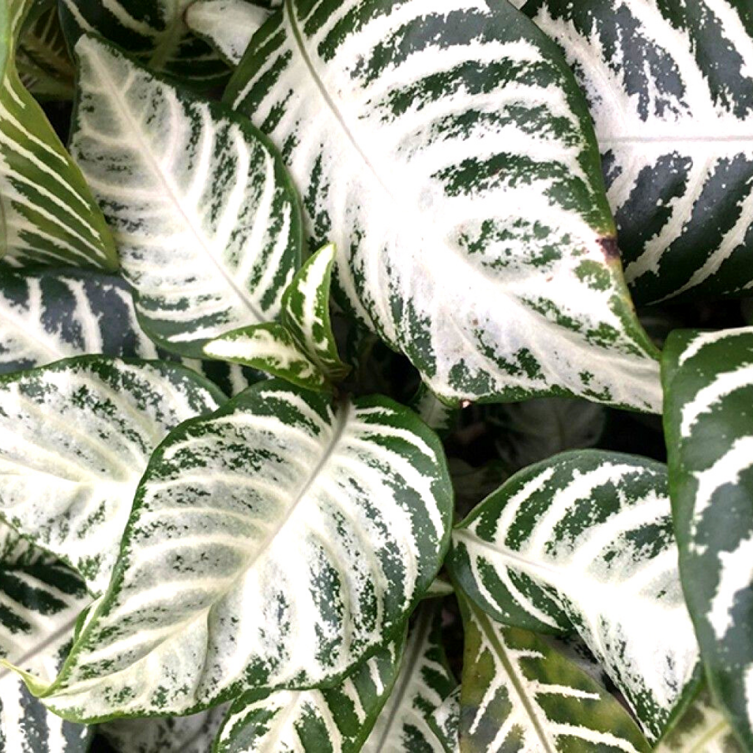 aglaonema zebra Snow White Zebra Plants for Sale
