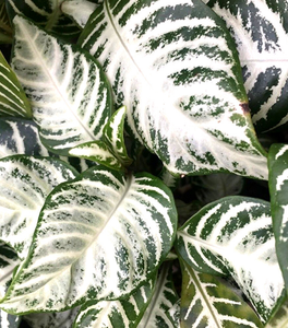 Snow White Zebra Plants