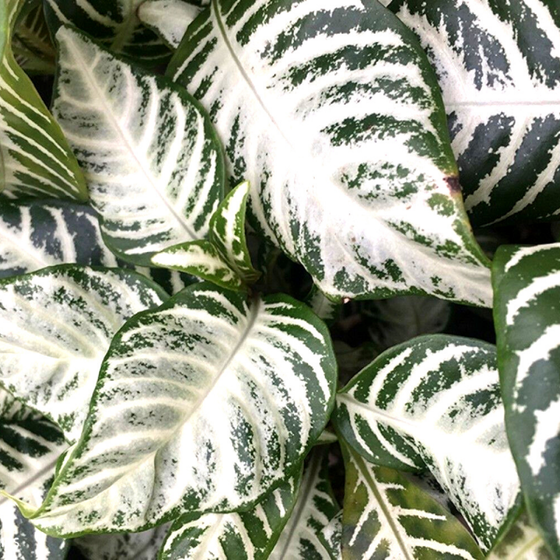 Close up of Snow White Zebra Plants beautiful white and dark green foliage