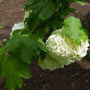 snowball viburnum shrub with white flower clusters and large green foliage
