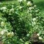 mature snowball viburnum shrub with white flower clusters, and green foliage