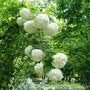 tall viburnum snowball shrub with white flower clusters