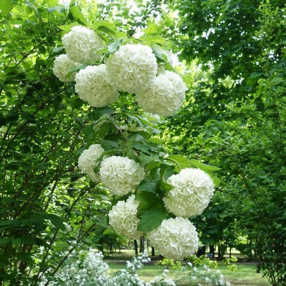 tall viburnum snowball shrub with white flower clusters