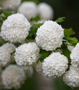 Snowball Viburnum